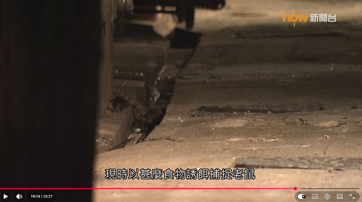 A rat along a dark wet curb