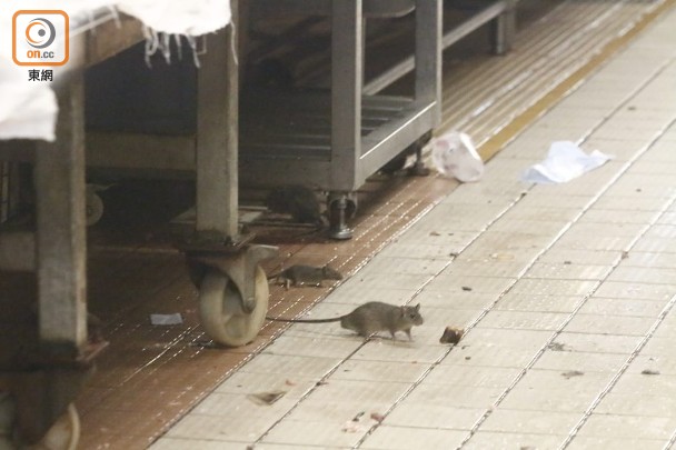 Rats on a tiled floor beside metal kitchen carts