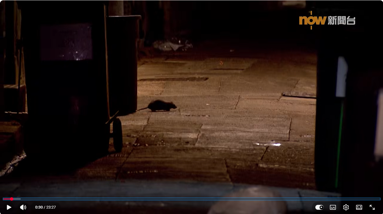 A rat in a dim alley between bins