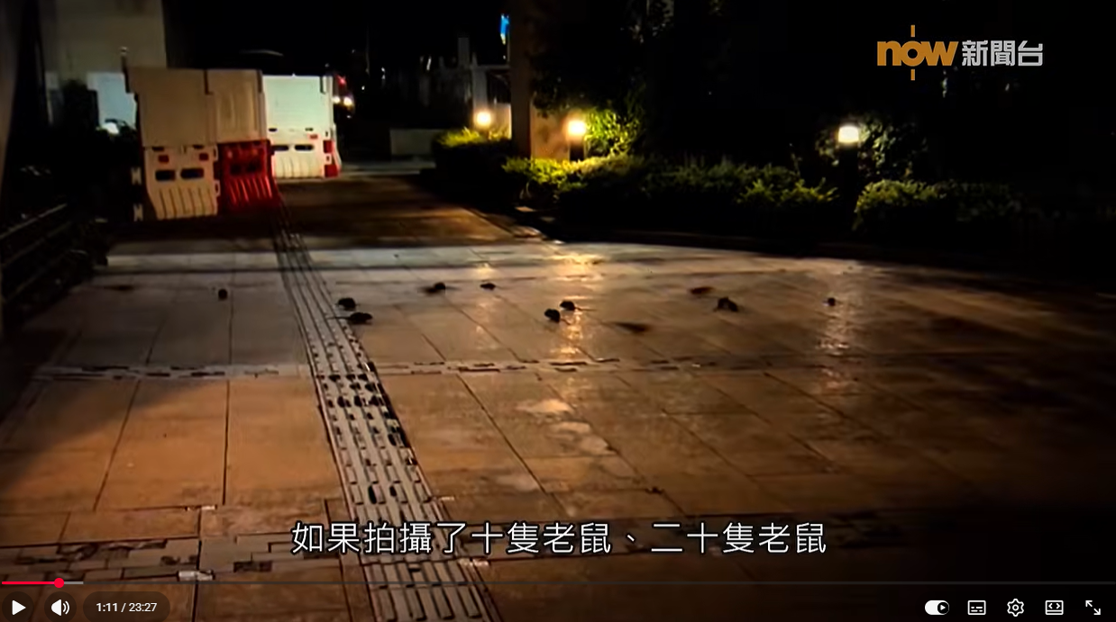 Several rats on a wet plaza at night